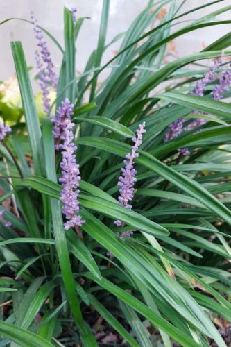 LIRIOPE muscari ‘Big Blue’- Gyöngyikés gyepliliom