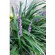 LIRIOPE muscari ‘Big Blue’- Gyöngyikés gyepliliom