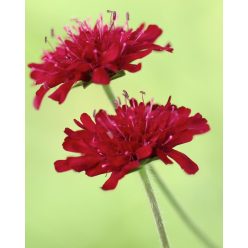 KNAUTIA macedonica 'Red Knight' - Macedón varfű