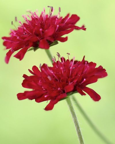 KNAUTIA macedonica 'Red Knight' - Macedón varfű