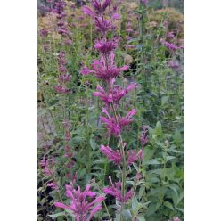AGASTACHE mexicana 'Sangria' - Mexikói izsópfű