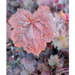 HEUCHERA americana 'Palace Purple' - Tűzeső
