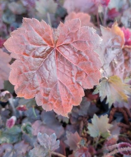 HEUCHERA americana 'Palace Purple' - Tűzeső