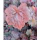 HEUCHERA americana 'Palace Purple' - Tűzeső
