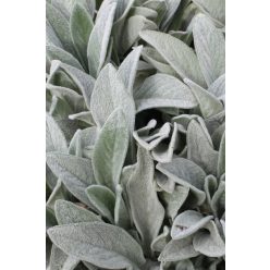 STACHYS byzantina - Gyapjas tisztesfű, nyuszifül