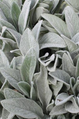 STACHYS byzantina - Gyapjas tisztesfű, nyuszifül