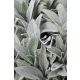 STACHYS byzantina - Gyapjas tisztesfű, nyuszifül