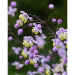 THALICTRUM delavayi 'Ankum' - Borkóró