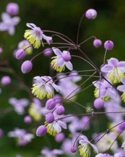 THALICTRUM delavayi 'Ankum' - Borkóró