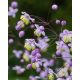 THALICTRUM delavayi 'Ankum' - Borkóró