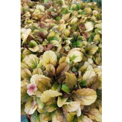   AJUGA reptans 'Best Buddies Caramel' - Indás ínfű