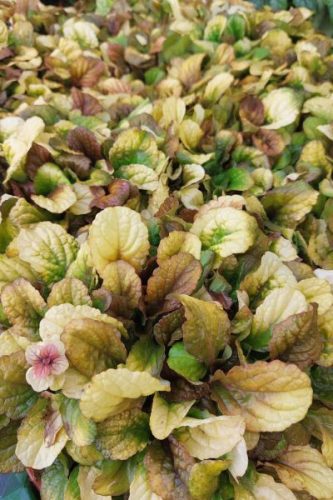 AJUGA reptans 'Best Buddies Caramel' - Indás ínfű