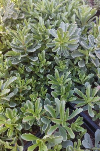 SEDUM floriferum - Dúsvirágú varjúháj