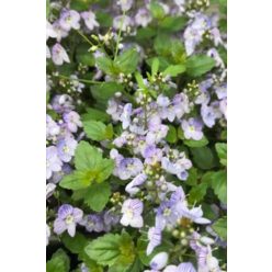 VERONICA 'Waterperry Blue' - Veronika
