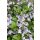 VERONICA 'Waterperry Blue' - Veronika