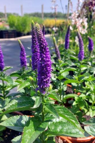 VERONICA longifolia 'First Glory' - Hosszúlevelű veronika