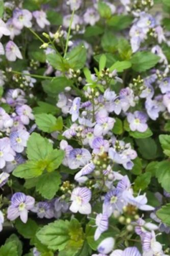 VERONICA 'Waterperry Blue' - Veronika