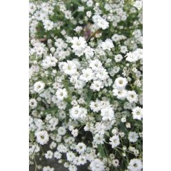   GYPSOPHILA paniculata 'Bristol Fairy' - Boglyas fátyolvirág