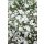 GYPSOPHILA paniculata 'Bristol Fairy' - Boglyas fátyolvirág