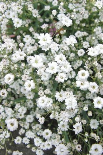 GYPSOPHILA paniculata 'Bristol Fairy' - Boglyas fátyolvirág