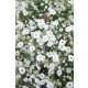 GYPSOPHILA paniculata 'Bristol Fairy' - Boglyas fátyolvirág