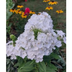 PHLOX paniculata 'David' - Bugás lángvirág