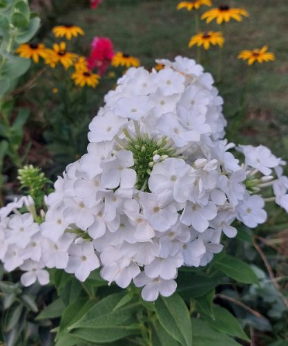 PHLOX paniculata 'David' - Bugás lángvirág