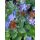 CERATOSTIGMA plumbaginoides - Tarackoló kékgyökér