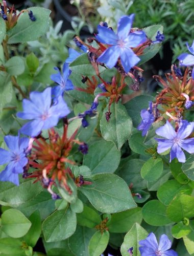 CERATOSTIGMA plumbaginoides - Tarackoló kékgyökér
