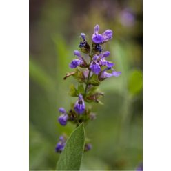 SALVIA officinalis - Orvosi zsálya