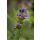 SALVIA officinalis - Orvosi zsálya
