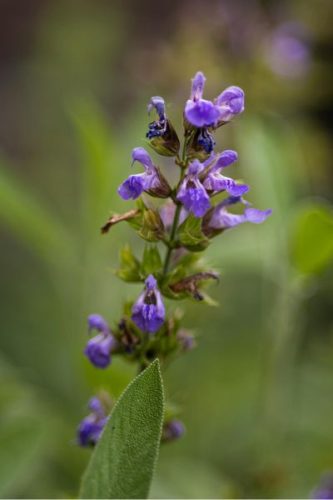 SALVIA officinalis - Orvosi zsálya