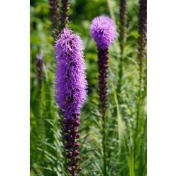 LIATRIS spicata - Füzéres díszcsorba