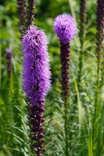 LIATRIS spicata - Füzéres díszcsorba