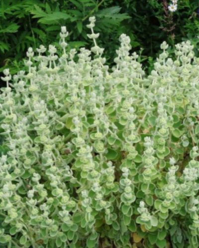 PSEUDODICTAMNUS  mediterraneus - Peszterce