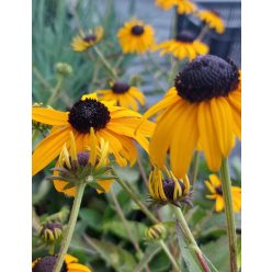 RUDBECKIA fulgida 'Goldblitz' – Kúpvirág