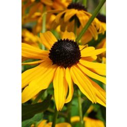 RUDBECKIA fulgida 'Gity Garden' – Kúpvirág