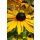 RUDBECKIA fulgida 'Gity Garden' – Kúpvirág