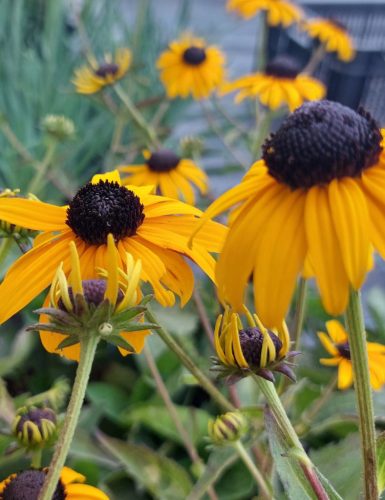 RUDBECKIA fulgida 'Goldblitz' – Kúpvirág