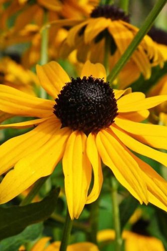 RUDBECKIA fulgida 'Gity Garden' – Kúpvirág