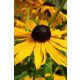 RUDBECKIA fulgida 'Gity Garden' – Kúpvirág