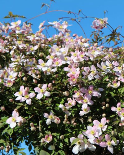 CLEMATIS montana 'Rubens' - Hegyi iszalag