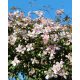 CLEMATIS montana 'Rubens' - Hegyi iszalag