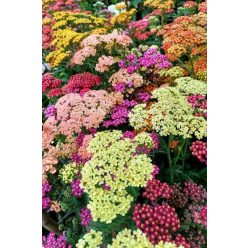   ACHILLEA millefolium 'Colorado' - közönséges cickafark