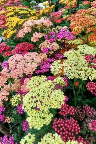 ACHILLEA millefolium 'Colorado' - közönséges cickafark