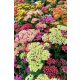 ACHILLEA millefolium 'Colorado' - közönséges cickafark