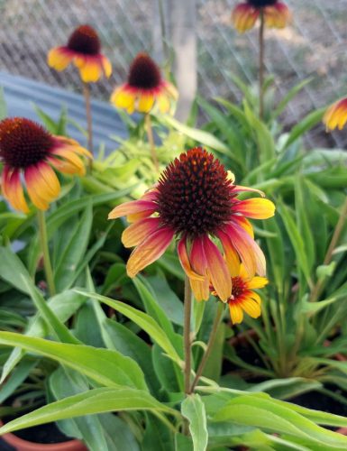 ECHINACEA purpurea 'Parrot - Kasvirág