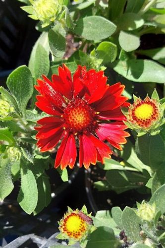 GAILLARDIA 'SpinTop™ Yellow Touch' - Kokárdavirág