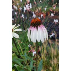 ECHINACEA purpurea 'JS Pretty Parasol' - Kasvirág