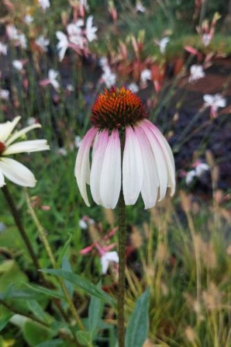 ECHINACEA purpurea 'JS Pretty Parasol' - Kasvirág